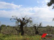 Terreno in vendita a Ostuni