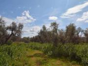 Terreno in vendita a Ostuni BR