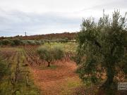 Terreno in vendita a Ostuni BR