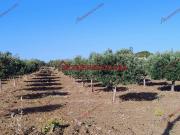 Terreno in vendita a Paceco TP