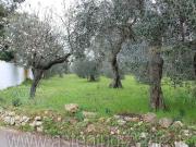 Terreno in vendita a Palo del Colle BA