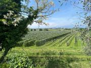 Terreno in vendita a Pastrengo VR