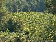 Terreno in vendita a Petruro Irpino AV