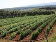 Terreno in vendita a Pianopoli CZ