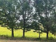 Terreno in vendita a Pianoro BO