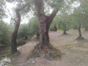 Terreno in vendita a Pietrastornina AV