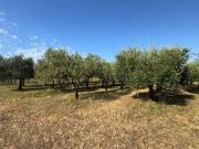 Terreno in vendita a Piombino LI