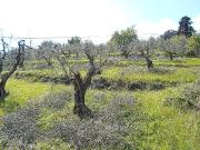 Terreno in vendita a Pistoia PT