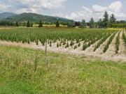 Terreno in vendita a Pistoia PT