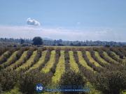 Terreno in vendita a Pitigliano GR