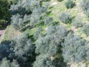 Terreno in vendita a Poggio Nativo RI