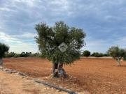 Terreno in vendita a Polignano a Mare BA