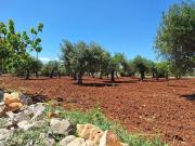 Terreno in vendita a Polignano a Mare BA