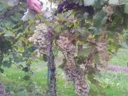 Terreno in vendita a Portogruaro VE