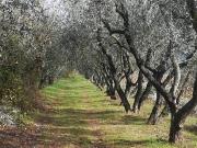 Terreno in vendita a Prato PO