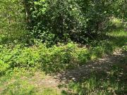 Terreno in vendita a Proserpio CO