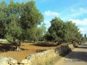 Terreno in vendita a Roccarainola NA