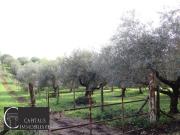 Terreno in vendita a Roma RM