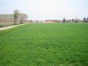 Terreno in vendita a Roma RM