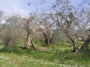 Terreno in vendita a Rosignano Marittimo LI