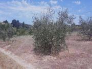 Terreno in vendita a Rosignano Marittimo LI