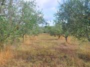 Terreno in vendita a Rosignano Marittimo LI