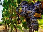 Terreno in vendita a Rufina FI