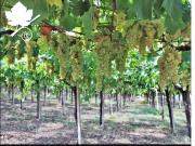 Terreno in vendita a San Bonifacio VR