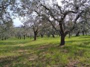 Terreno in vendita a San Cesareo RM