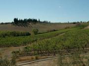 Terreno in vendita a San Gimignano SI