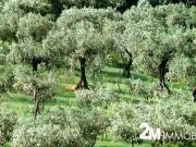 Terreno in vendita a San Giuliano Terme PI