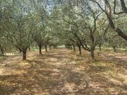 Terreno in vendita a San Giuliano Terme PI