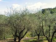 Terreno in vendita a San Miniato PI