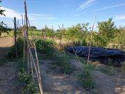 Terreno in vendita a San Miniato PI