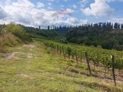 Terreno in vendita a San Miniato PI