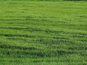 Terreno in vendita a San Miniato PI