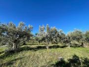 Terreno in vendita a San Pietro in Guarano CS
