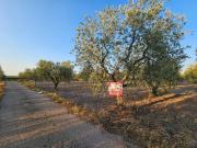 Terreno in vendita a San Severo FG