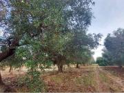 Terreno in vendita a San Vito dei Normanni BR