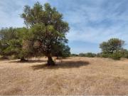 Terreno in vendita a San Vito dei Normanni BR