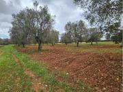 Terreno in vendita a San Vito dei Normanni BR