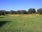 Terreno in vendita a Santa Maria del Cedro CS