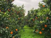 Terreno in vendita a Sant'Ilario dello Ionio RC