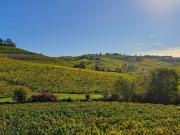 Terreno in vendita a Santo Stefano Belbo CN