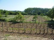 Terreno in vendita a Sarteano SI
