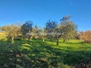 Terreno in vendita a Sarteano SI