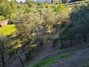 Terreno in vendita a Sarzana SP