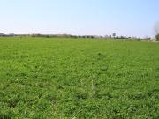 Terreno in vendita a Scalea CS