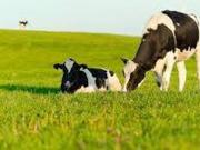 Terreno in vendita a Scandiano RE