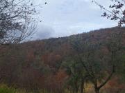 Terreno in vendita a Scandriglia RI